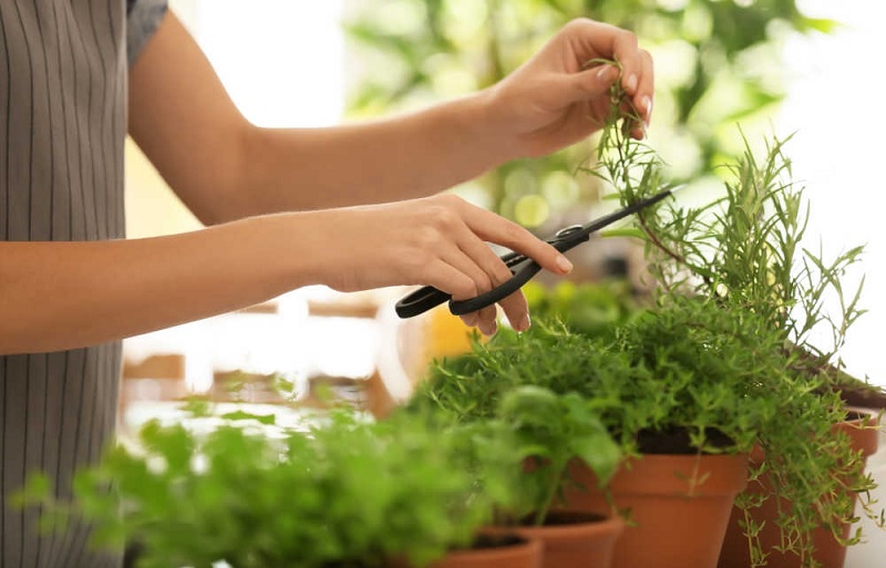 4 Herbs for Kitchen Gardens That You Can Grow More Easily