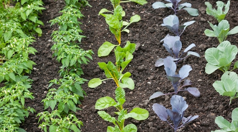 Organic Gardening Methods Help Chemical Free Soil and Plants