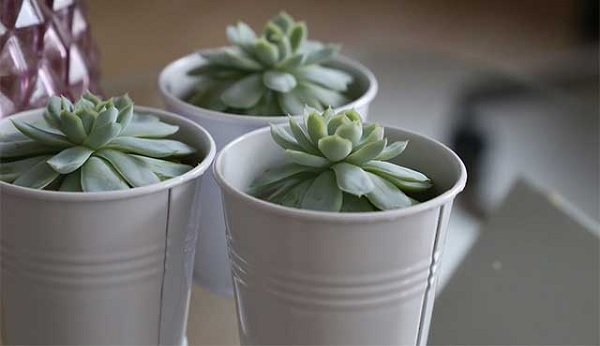 Succulent Care Guide for Beginners to Grow Lush and Beautiful