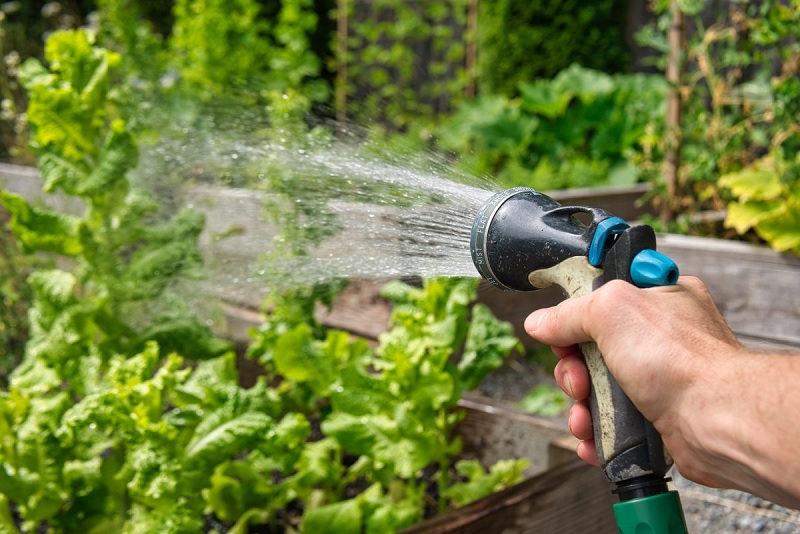 Water-Saving Gardening Techniques Are Suitable For Beginners