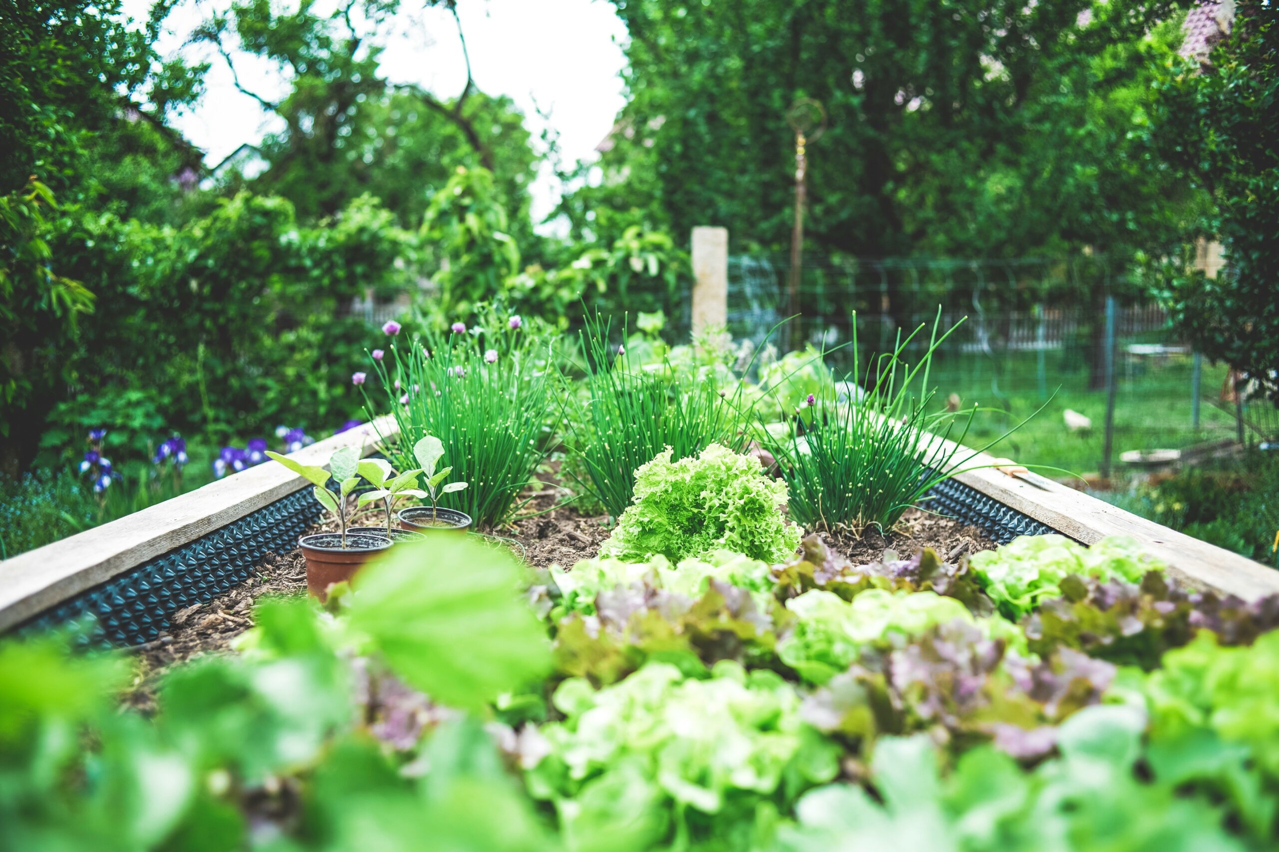 Transforming Your Home Garden: with Organic Techniques