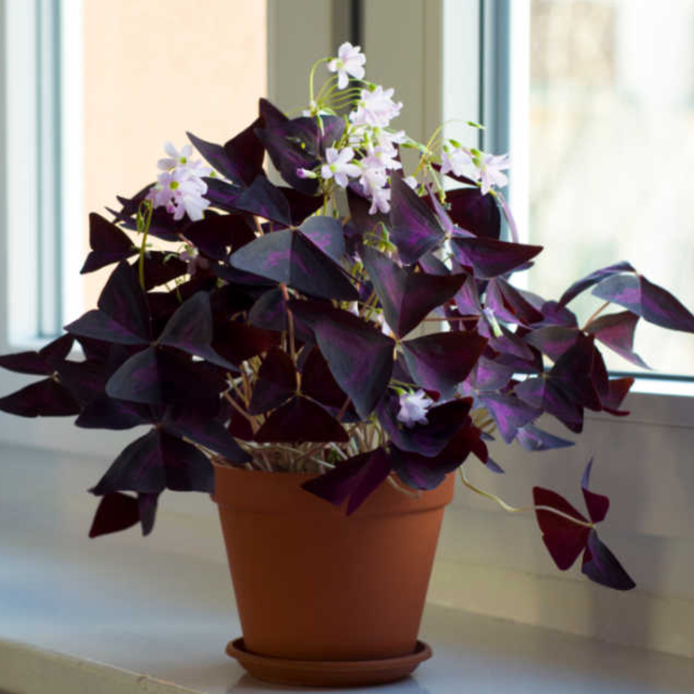 10 Easy-to-Care Indoor Ornamental Plants to Beautify Your Home