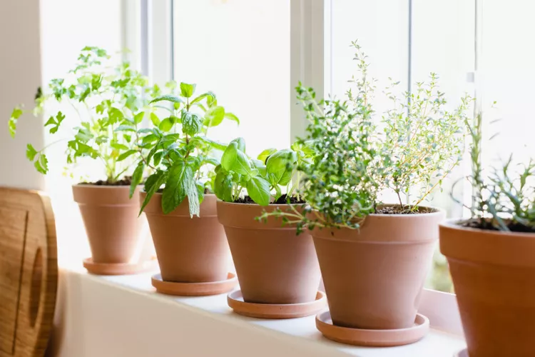 Herbal Plants that are Easy to Grow in Your Home