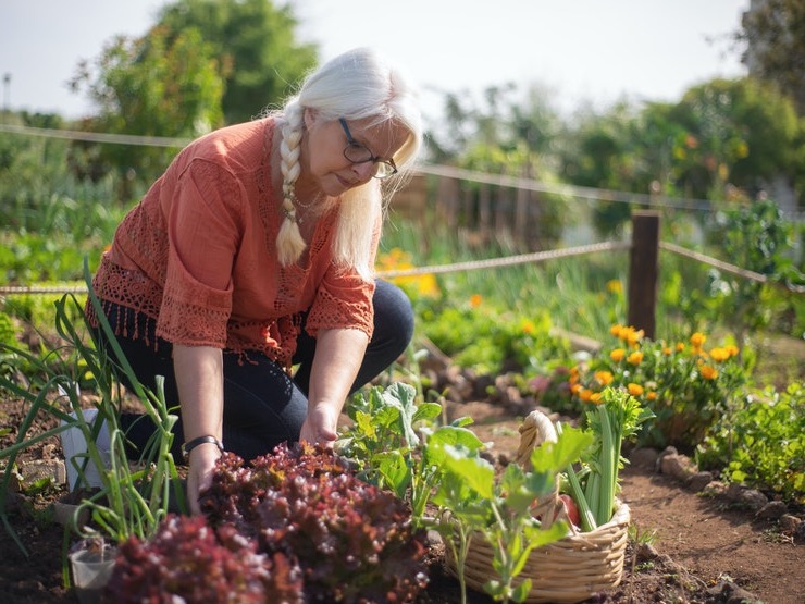 Solving Common Problems in Home Gardening