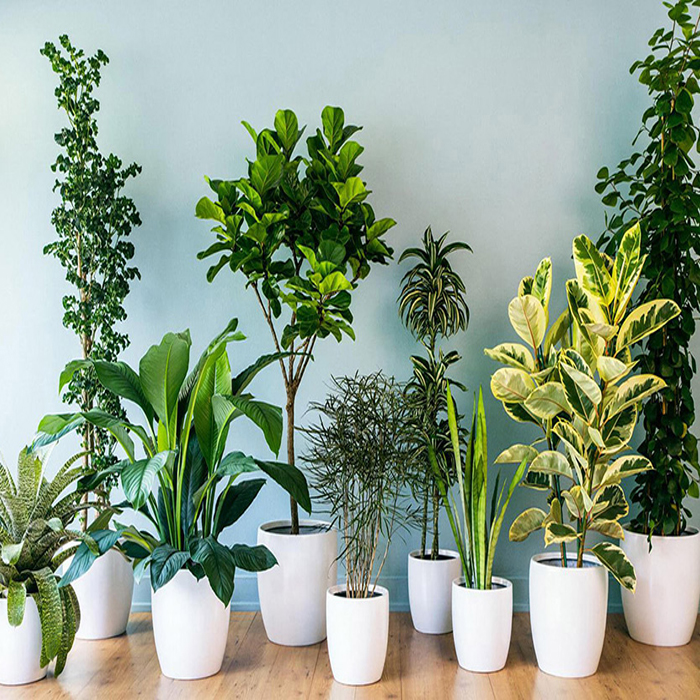 How to Choose Indoor Plants Perfect for indoor gardening