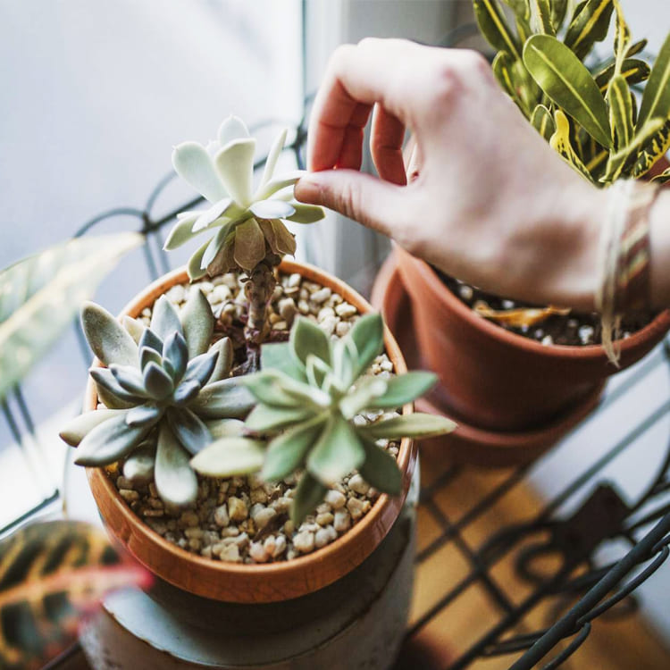 Getting to Know Succulent Plants and How to Care for Them