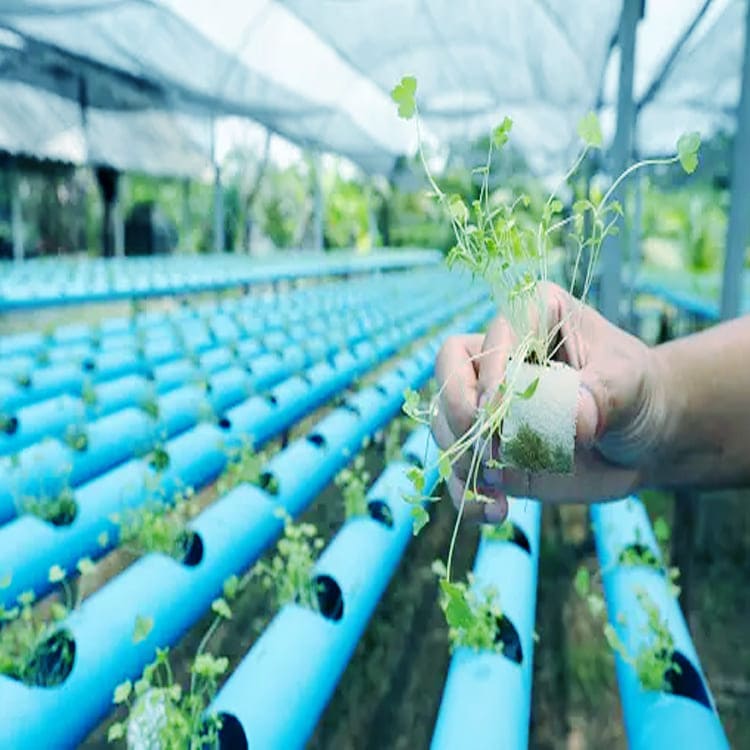 Aquaponics 