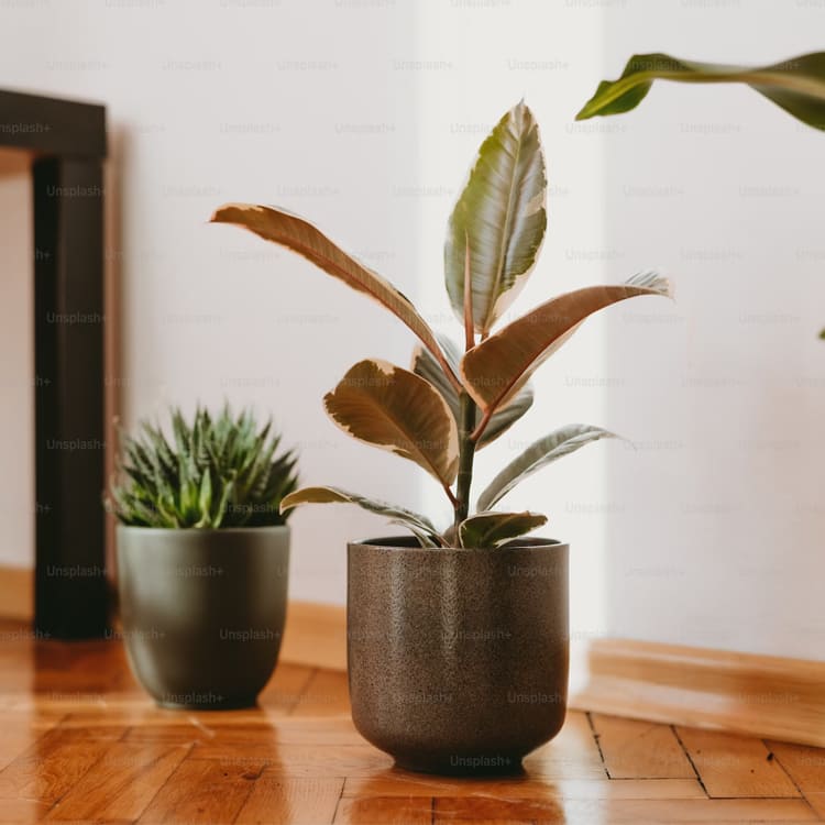 Top 10 Houseplants That Thrive in Low-Light Environments