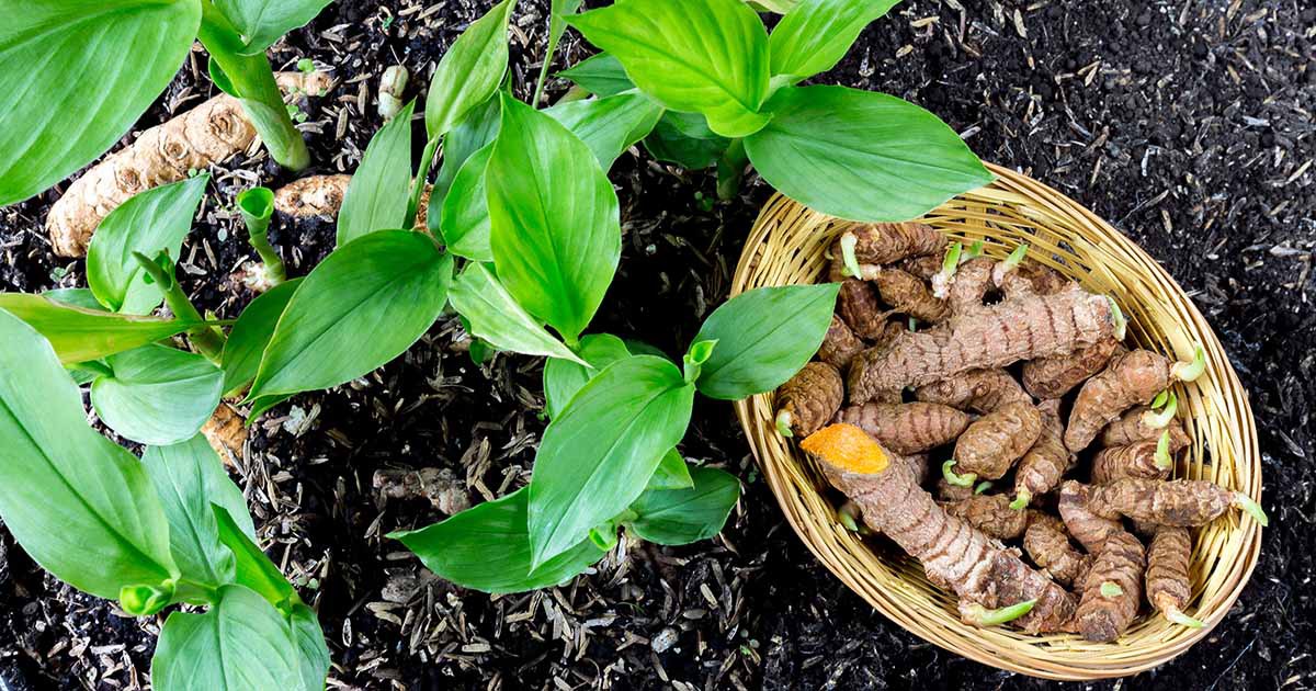 Ginger and Turmeric