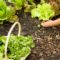 grow lettuce at home