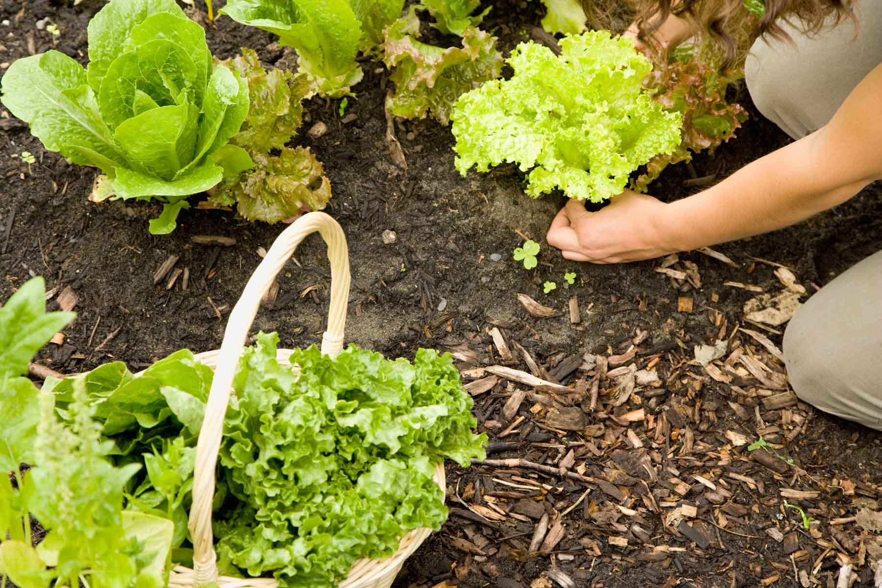 How to grow lettuce at home