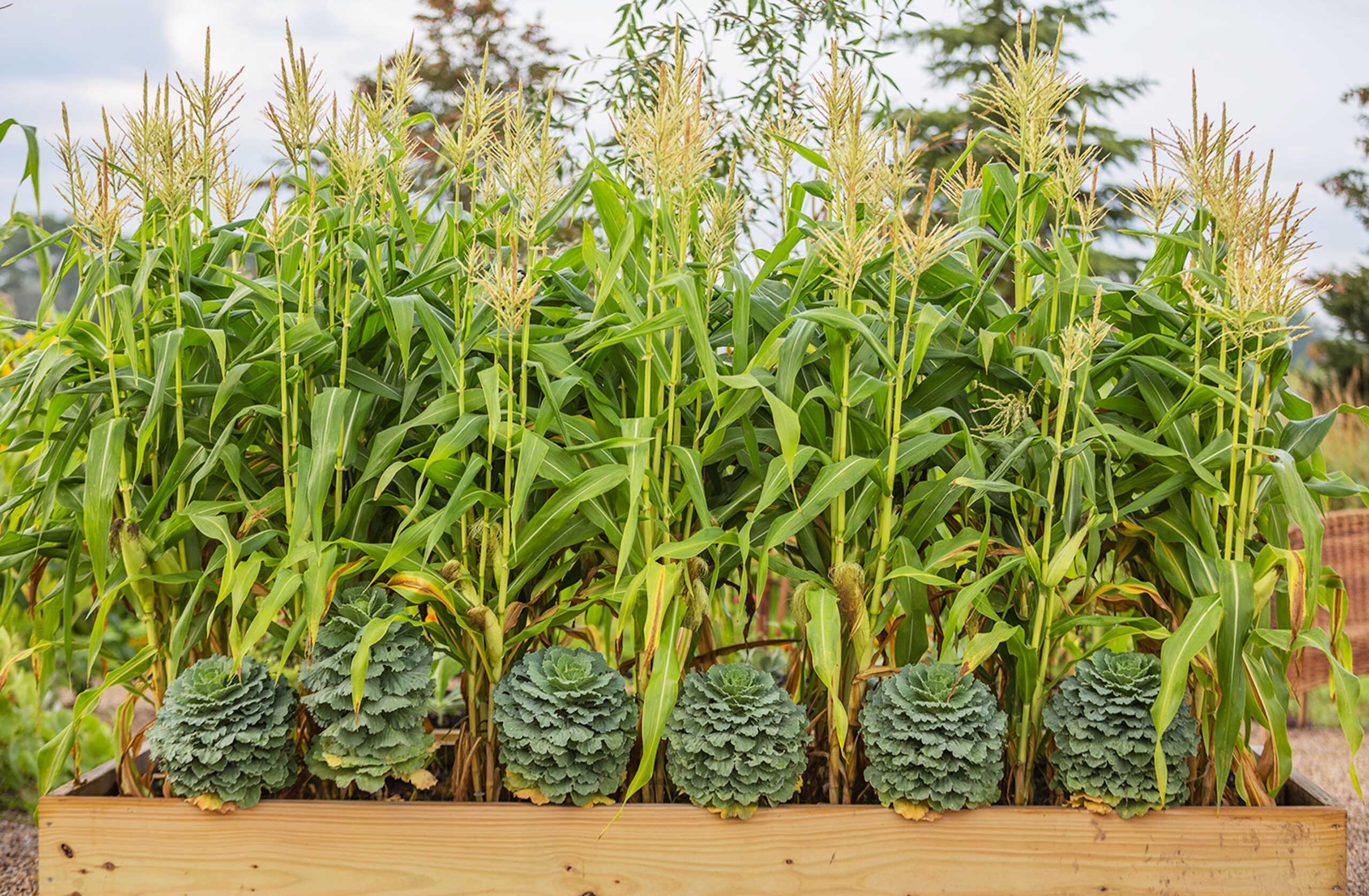 Complete guide to growing corn in your yard