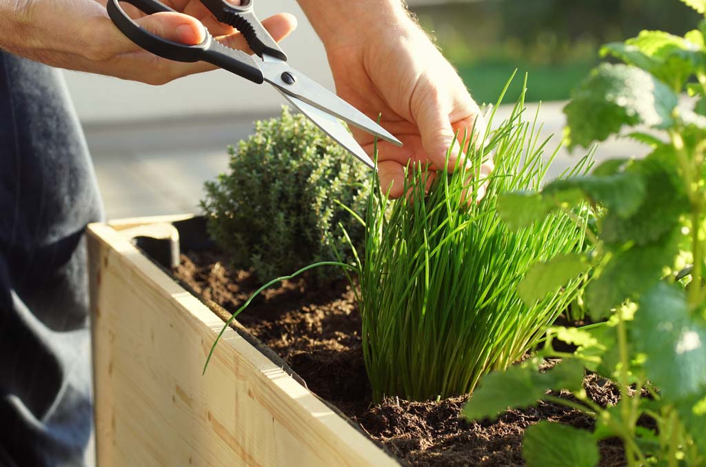 herbal plants