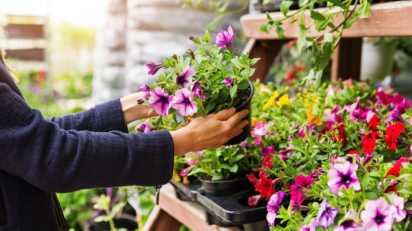 Gardening at Home A Guide to Choosing the Right Plant