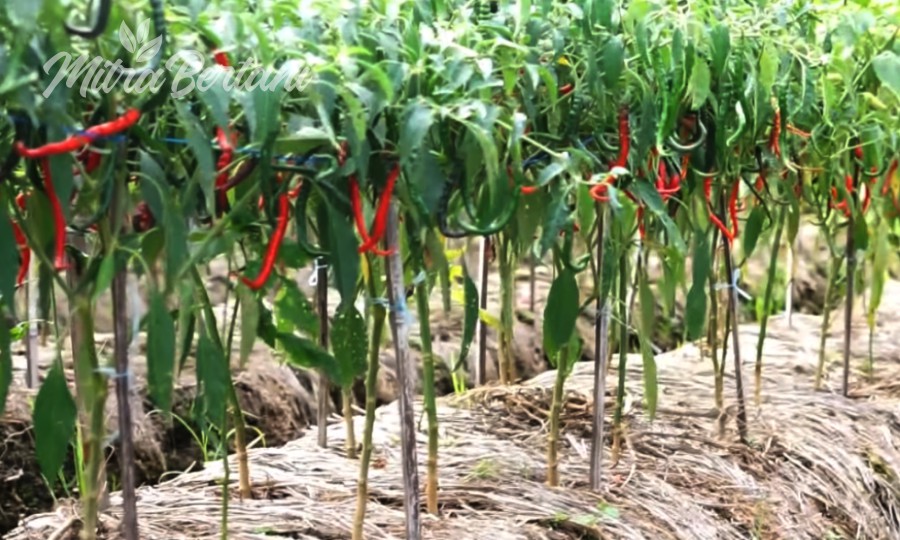 How to Growing chilies at home