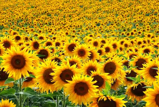 How to care for and plant sunflowers at home