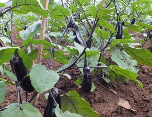 growing eggplant