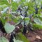 growing eggplant