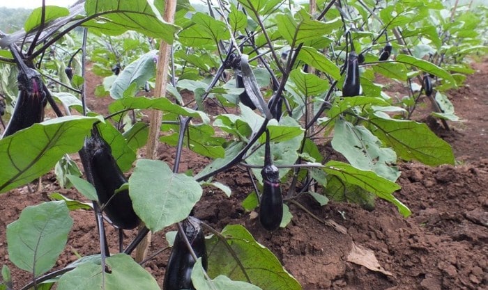 growing eggplant