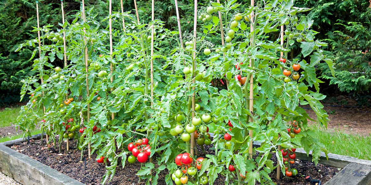 growing tomatoes