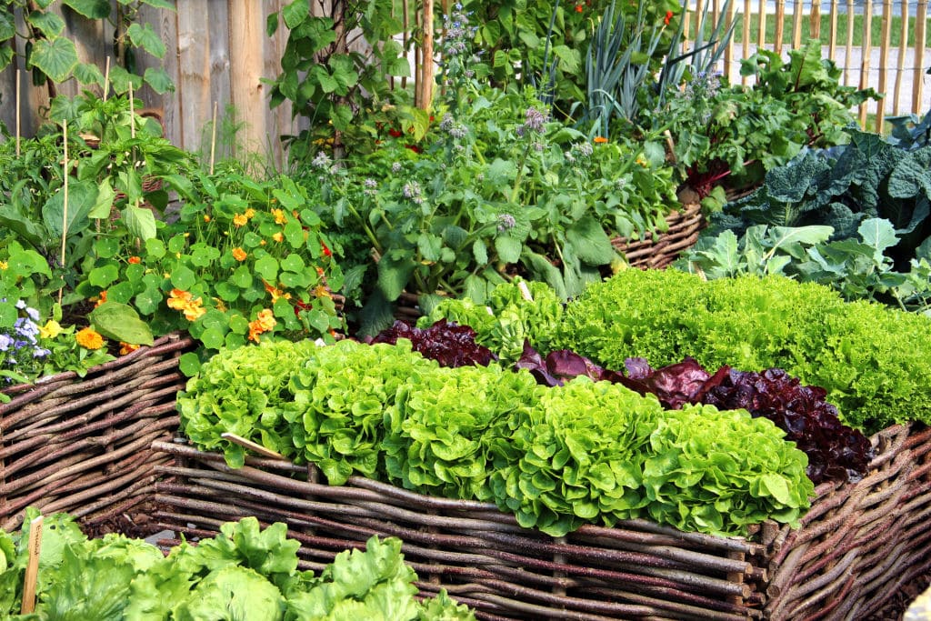 How to Grow Organic Vegetables in Your Backyard (1)