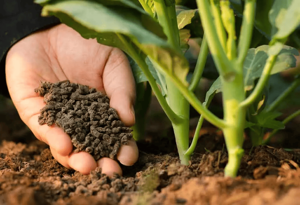 Best Natural Fertilizers for Healthy Plants and Sustainable Farming (1)