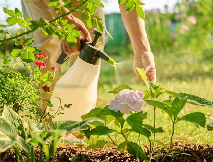 Organic Pest Control Natural Ways to Protect Your Garden