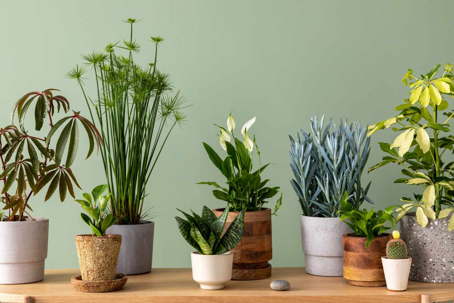 Everything You Need to Know About Indoor Plant Care