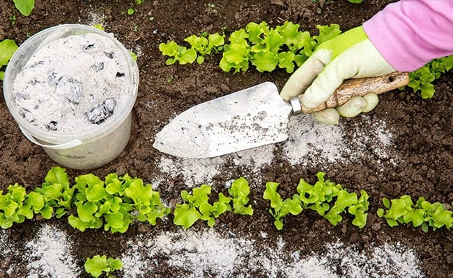 Feeding Your Garden Naturally A Guide to Natural Fertilizers