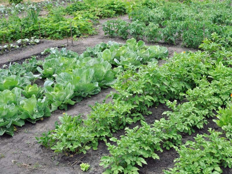 Organic Methods for Planting Vegetables Without Chemicals
